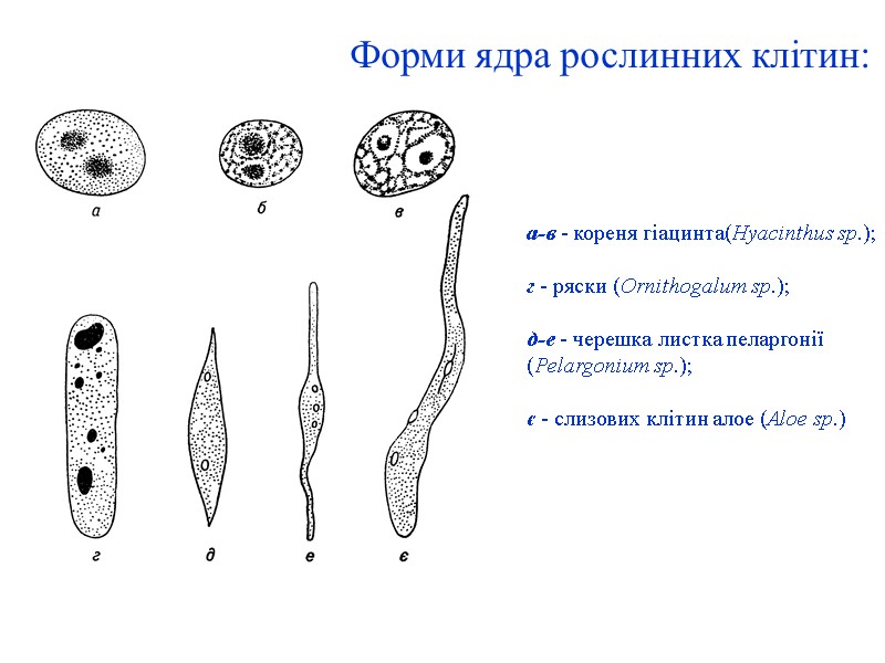 Форми ядра рослинних клітин:          